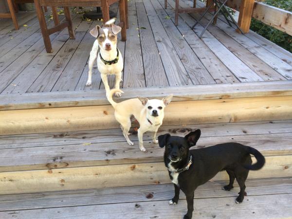 /Images/uploads/Humane Society of Utah/HSUCalendar/entries/1631thumb.jpg